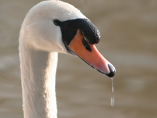 Лебедь в воде