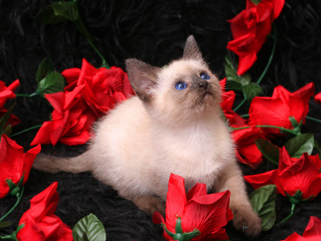 Котенок в розах