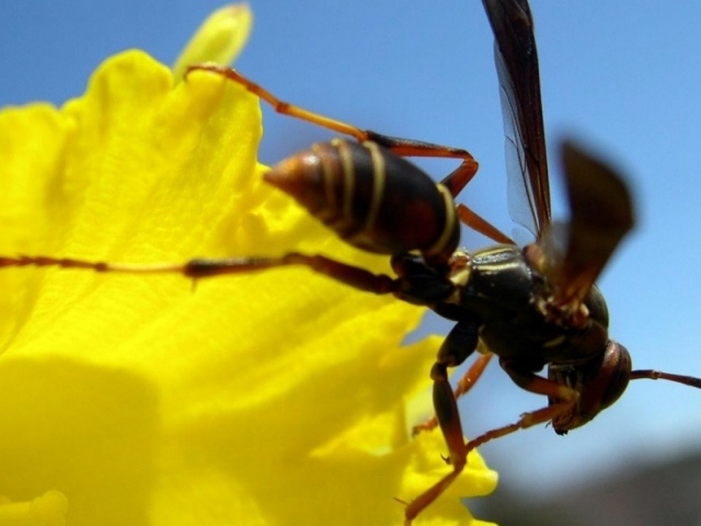 Пчела на желтом цветке