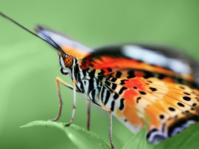 Бабочка на зеленом