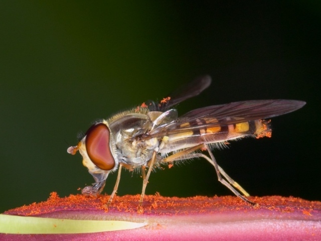 Насекомое на цветке