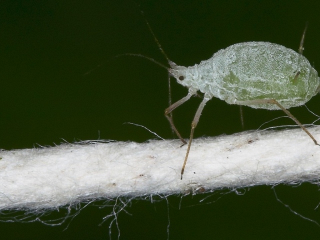 Микроскопический жучек