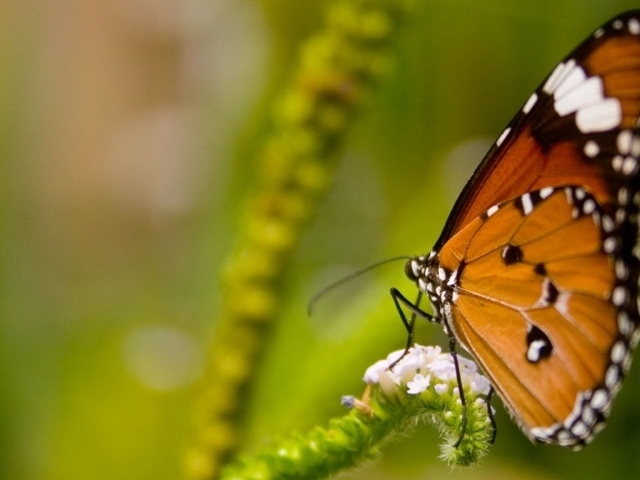 Оранжевая бабочка