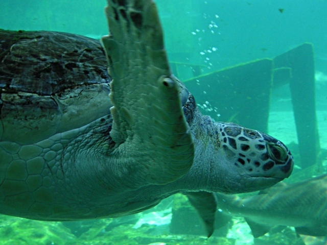 Морская черепаха