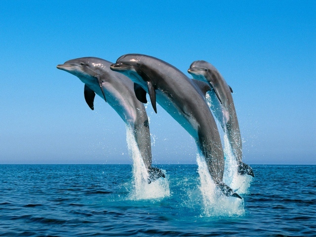 Носатые дельфины