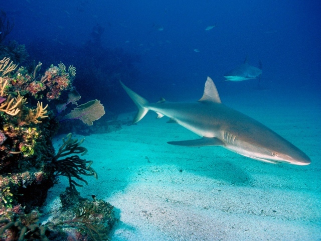 Серые рифовые акулы