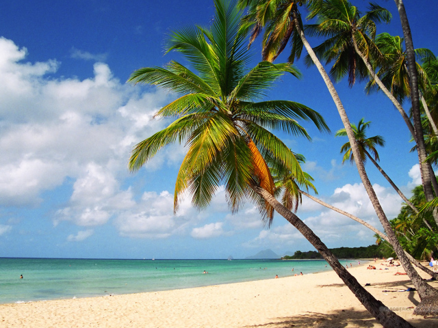 Пляж,пальмы