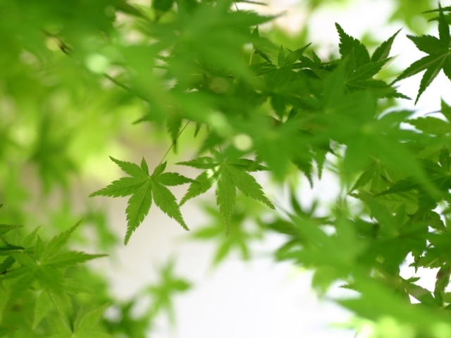 Зеленая листва