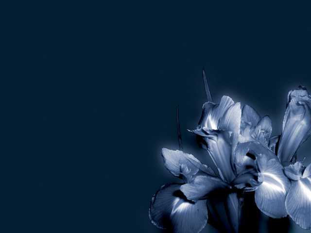 Синие цветок