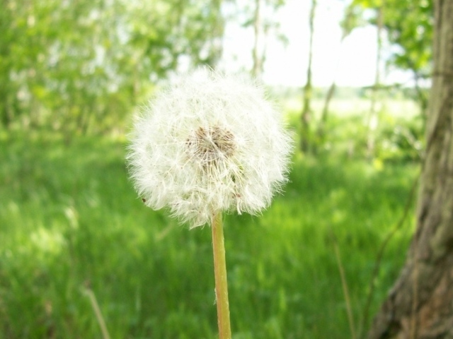 Одуванчик, Цветы