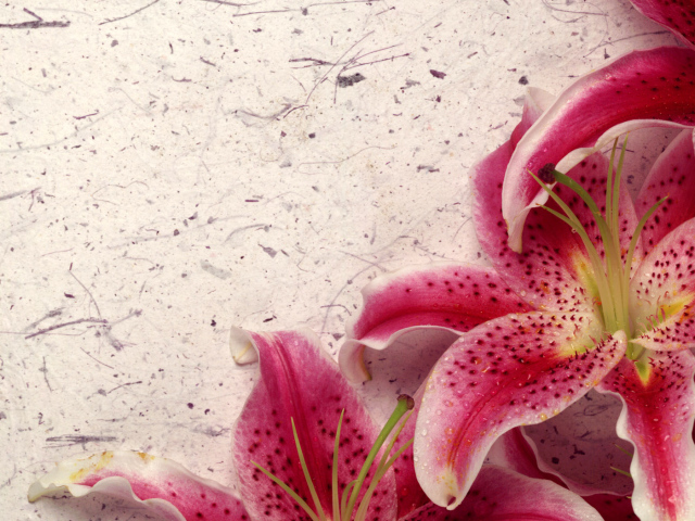 Лилия Обстановки, Цветы