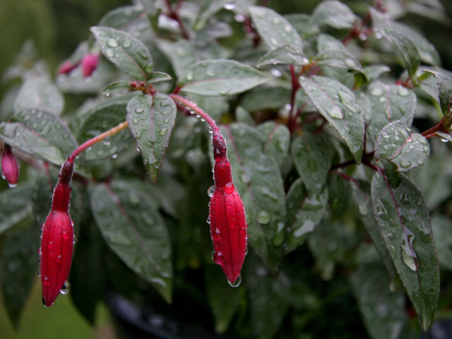 Fusia после дождя, Цветов