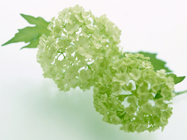 Зеленый, Цветы