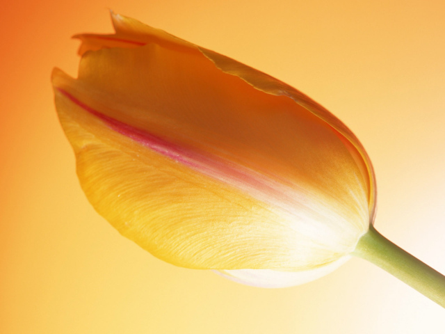 Горячий тюльпан, Цветы