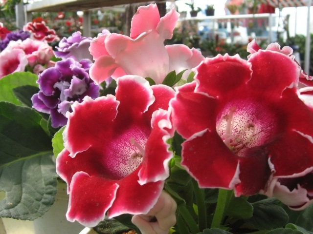 Розы Японии, Цветы