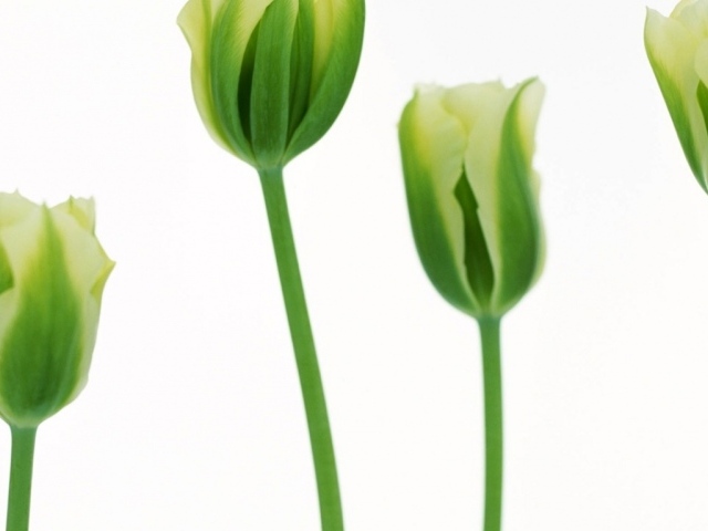 Более зеленые тюльпаны, Цветы