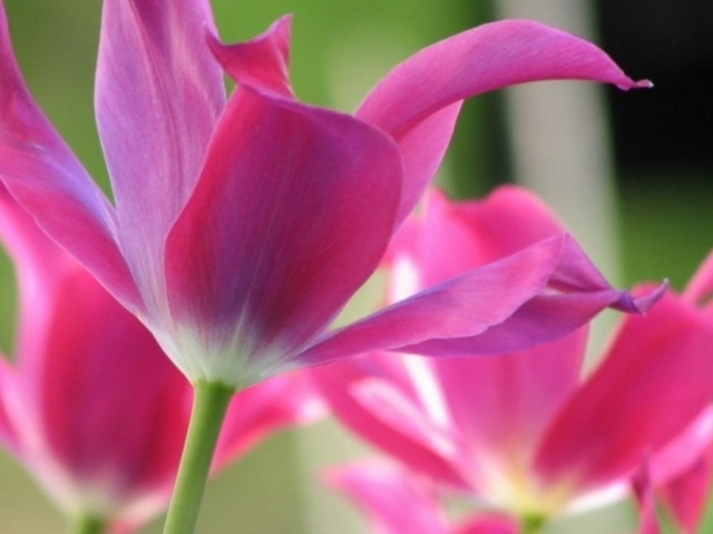 Открытые тюльпаны, Цветы