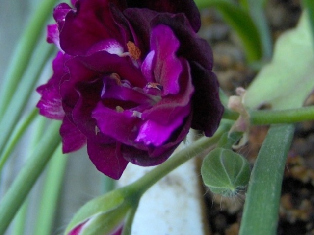 Фиолетовый цветок, Цветы