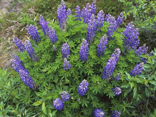 Королевский расцвет, Цветы