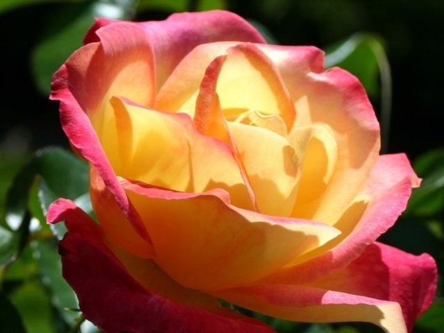 Секретная любовь, Цветы