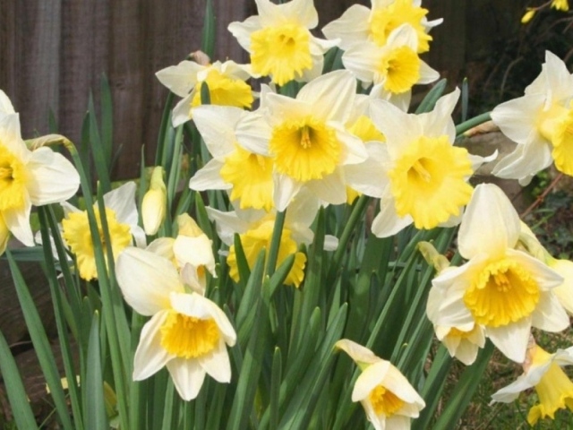 Весенние Нарциссы, Цветы