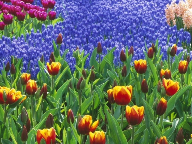 Поле тюльпанов, Цветы
