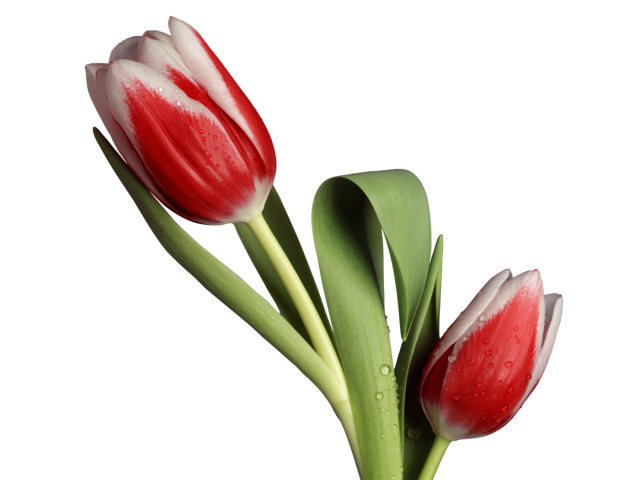 Модель тюльпана, Цветы