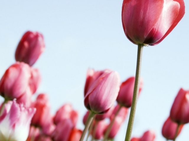 Тюльпаны, Цветы