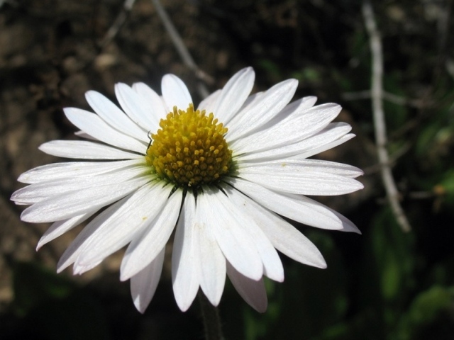 Белый хороший цветок, Цветы