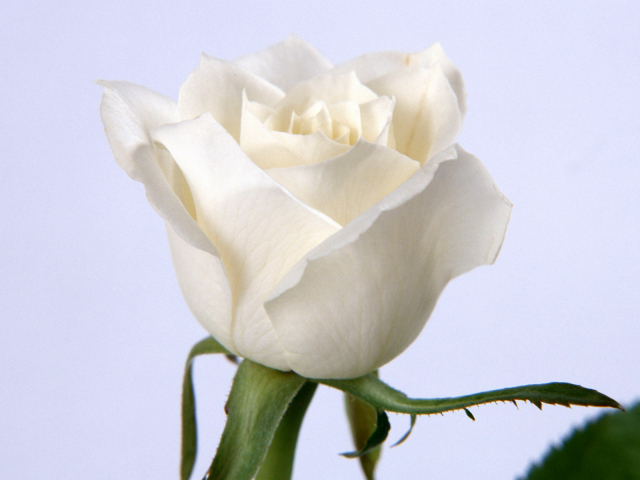 Белая роза, Цветы