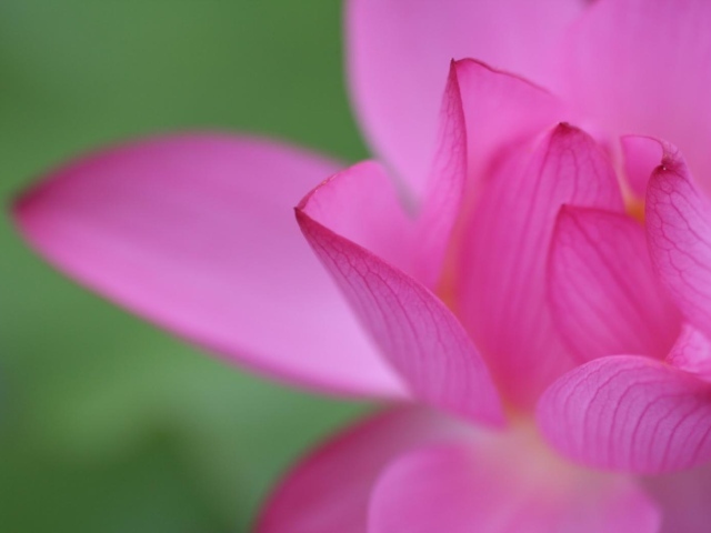 Цветочный пучок