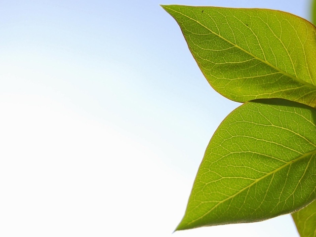 Весенние листья