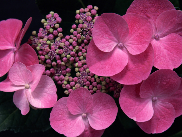 розовый в тени, Цветах