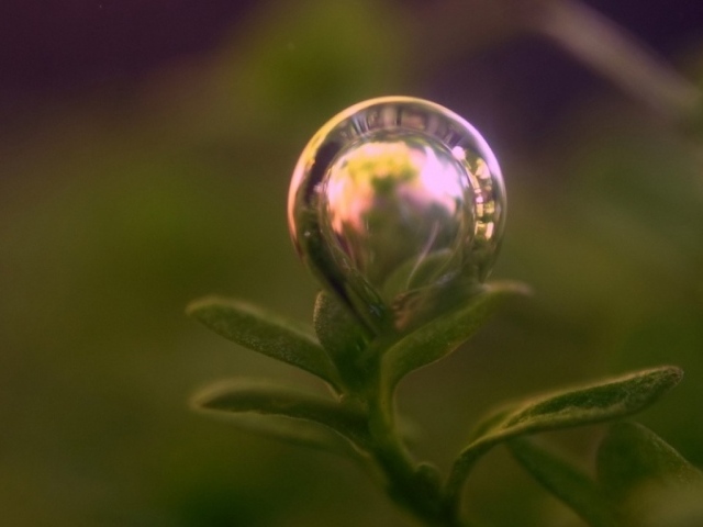 Пузырь на растении