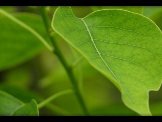 Китайское масло