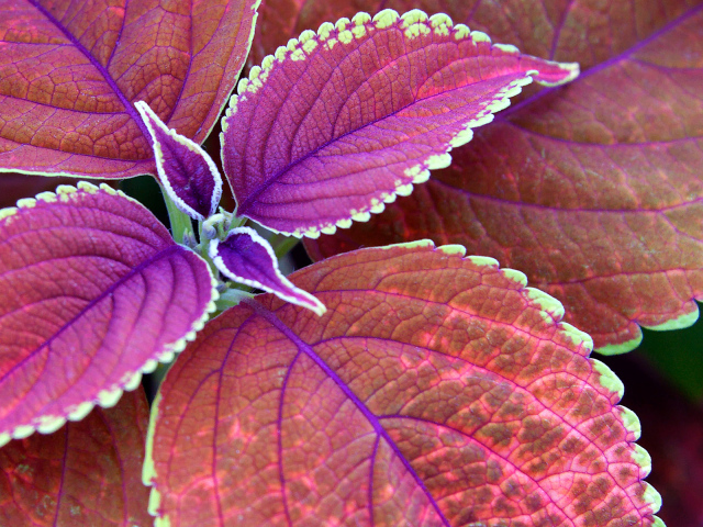 Немного фиолетовых листьев