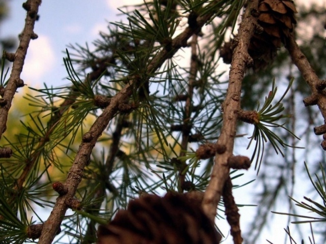 Моменты ели