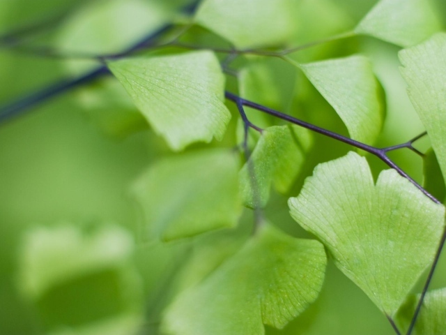 Призрачные листья