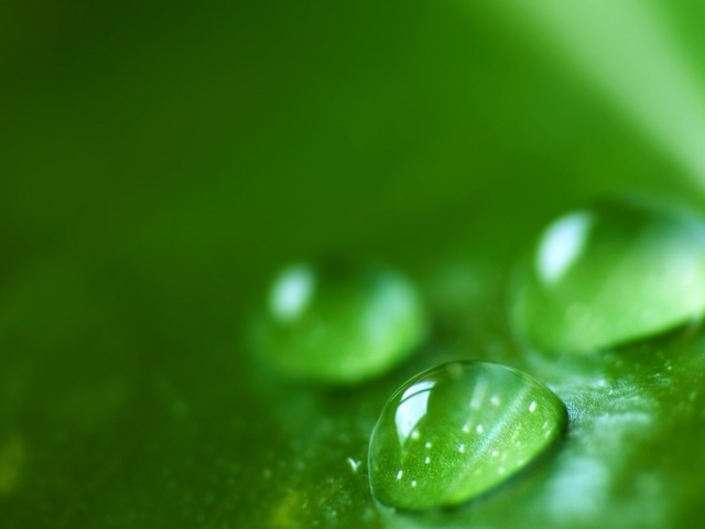 Зеленая роса