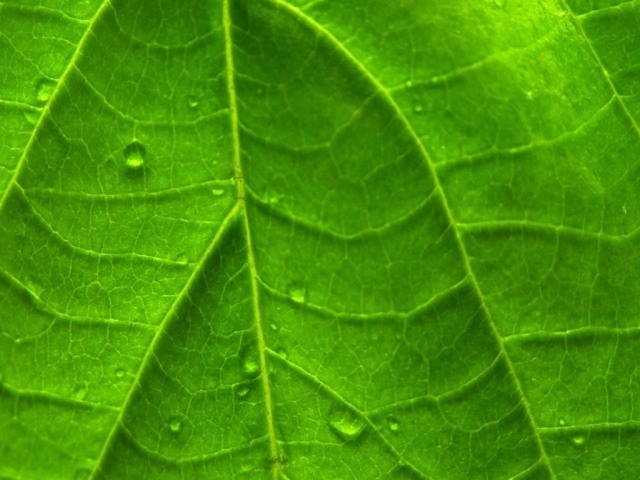 Зеленый яркий лист