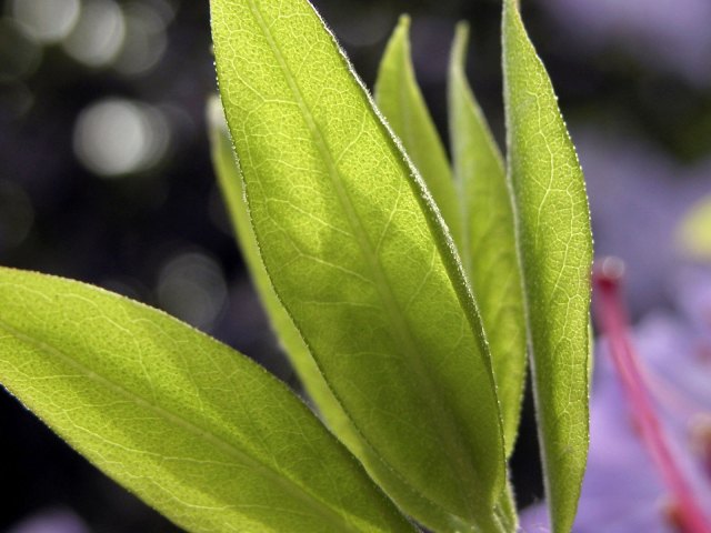 Листья в свете