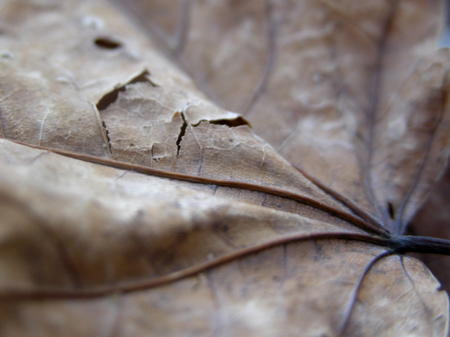 Проколотый коричневый лист