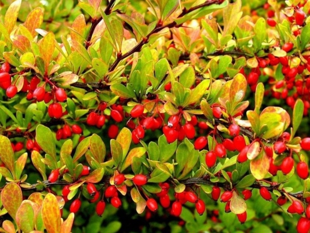 Дерево с красными фруктами