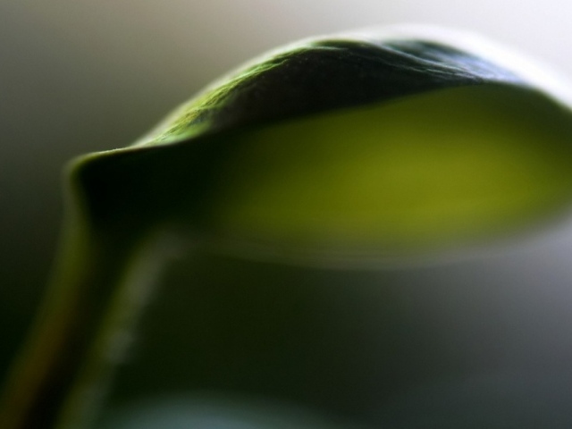 Лист зонтик