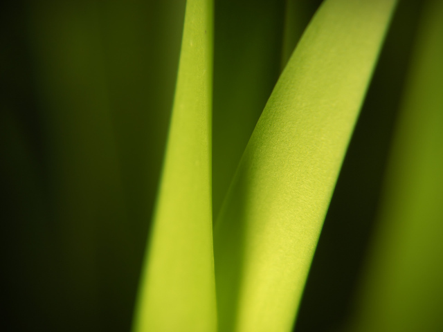 Широкий Светло-зеленый лист