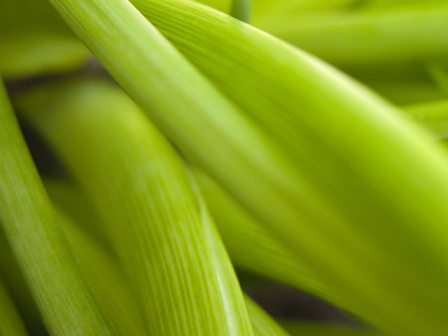 Широкие Светло-зеленые листья