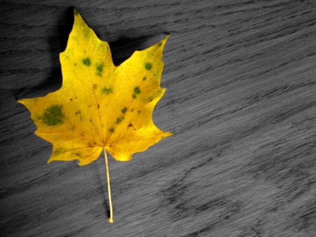 Желтый лист осенний