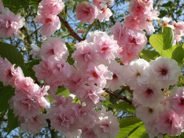 Розовые цветы весны