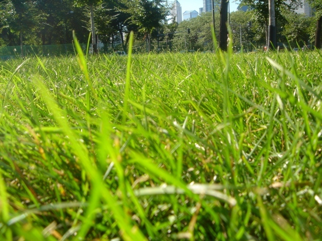 Трава в парке