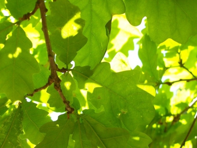 Зеленые листья